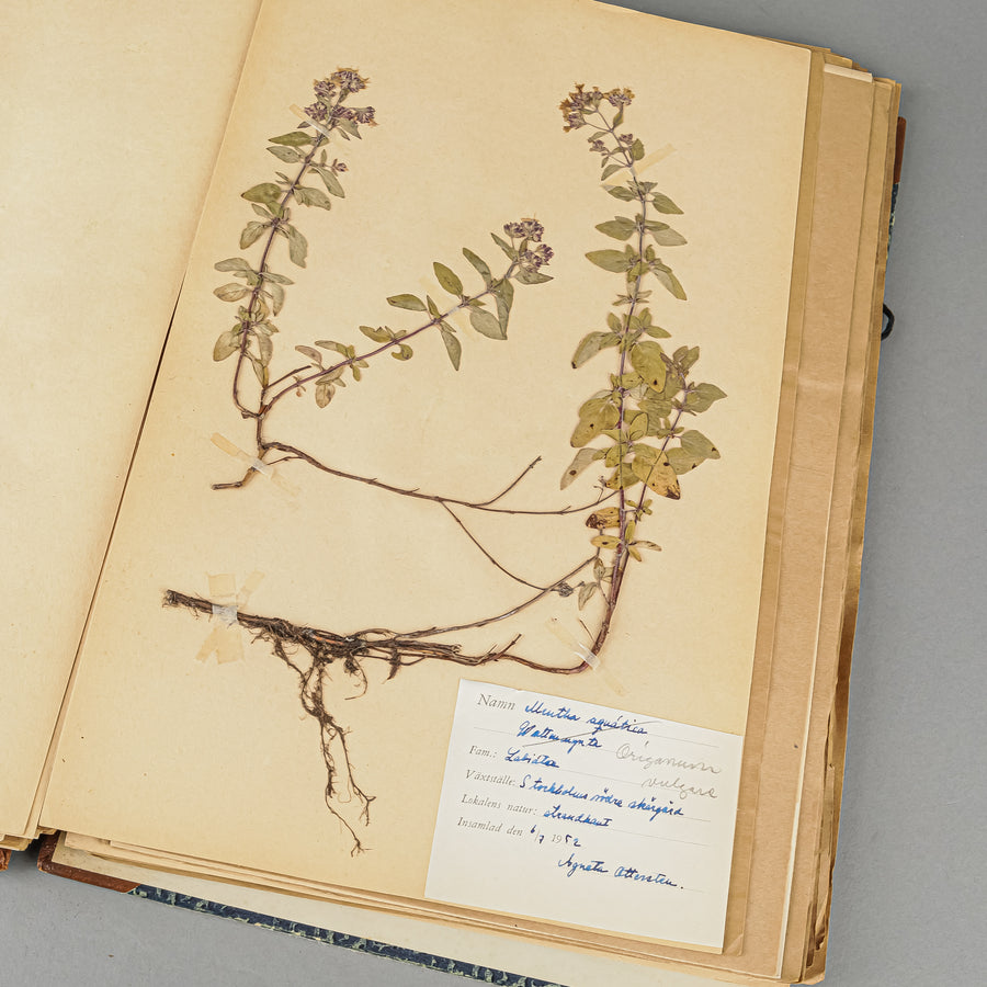 Vintage PIne Flower Press And Herbarium