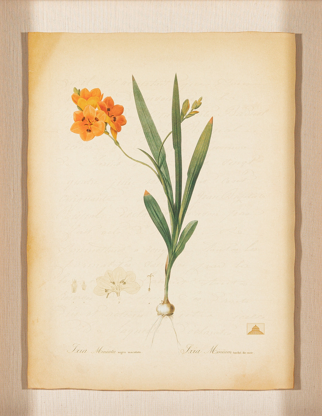The NY Botanical Garden "Ixia Miniata"