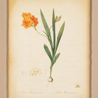 The NY Botanical Garden "Ixia Miniata"
