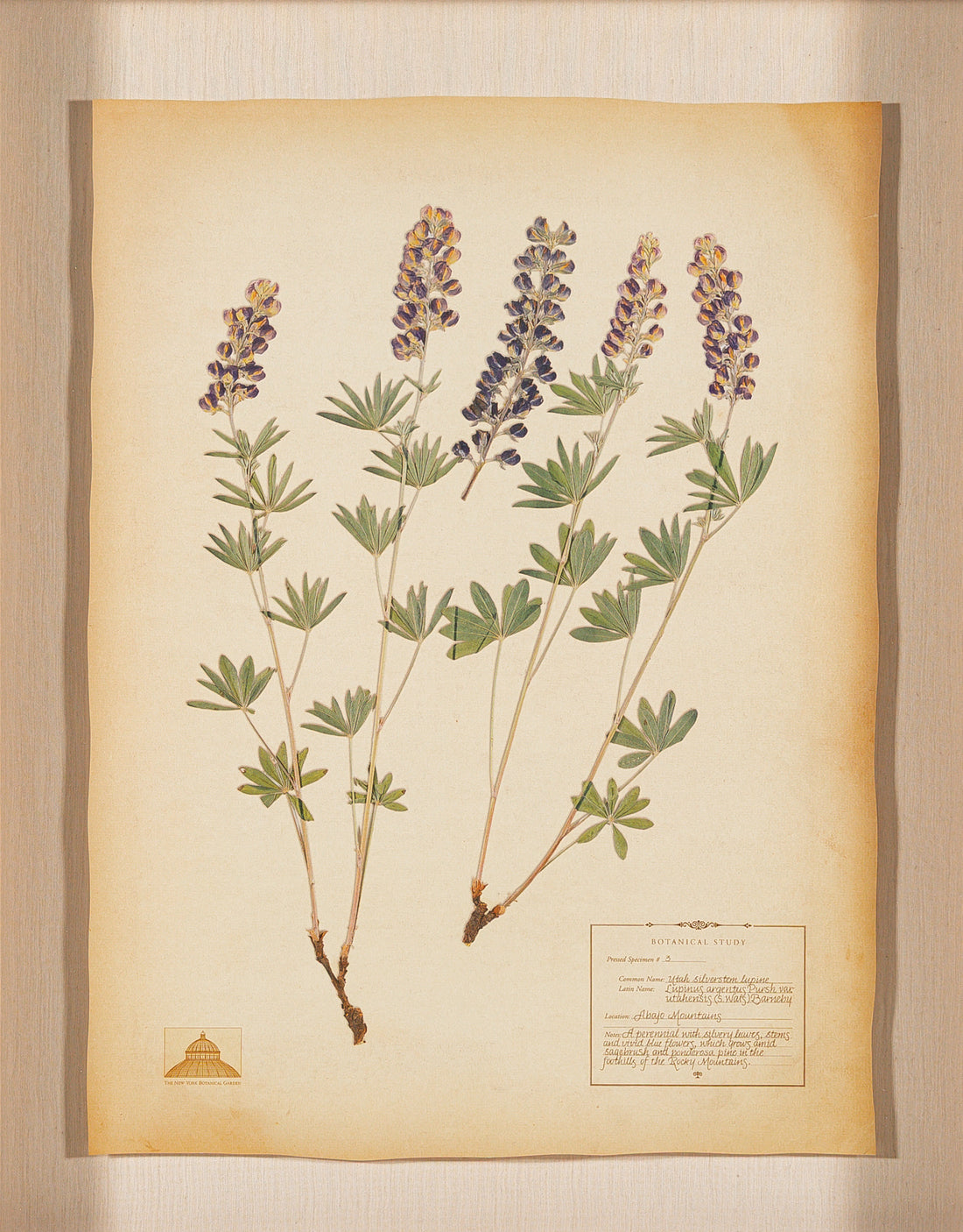 The NY Botanical Garden "Utah Silverstem Lupine"
