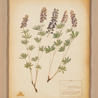 The NY Botanical Garden "Utah Silverstem Lupine"