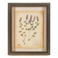 The NY Botanical Garden "Utah Silverstem Lupine"