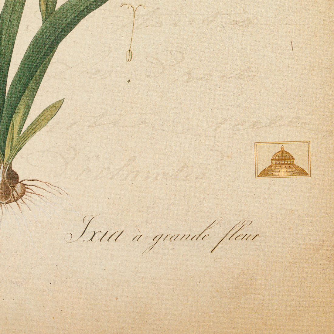 The NY Botanical Garden "Ixia Grandiflora"