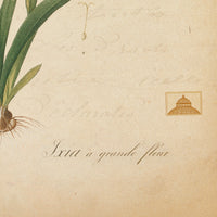 The NY Botanical Garden "Ixia Grandiflora"