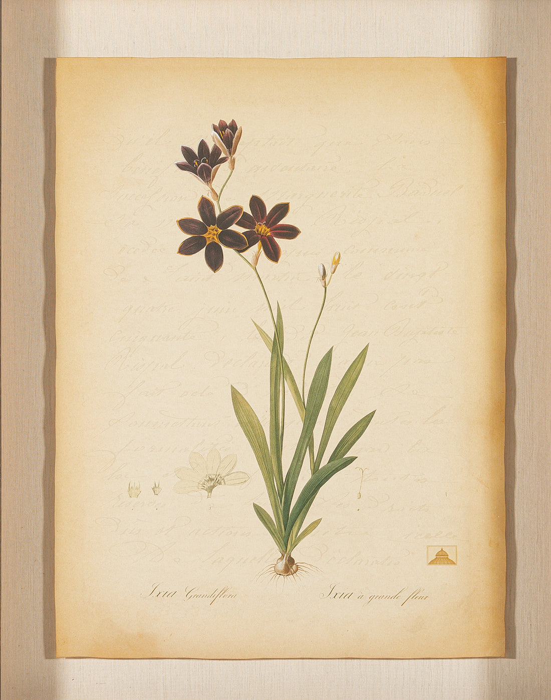 The NY Botanical Garden "Ixia Grandiflora"