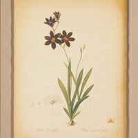 The NY Botanical Garden "Ixia Grandiflora"