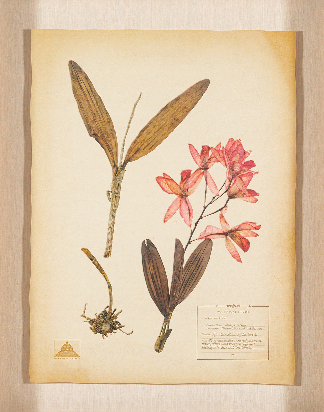 The NY Botanical Garden "Cattleya Orchid"