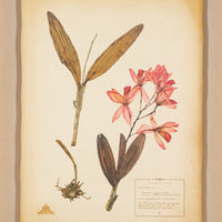 The NY Botanical Garden "Cattleya Orchid"