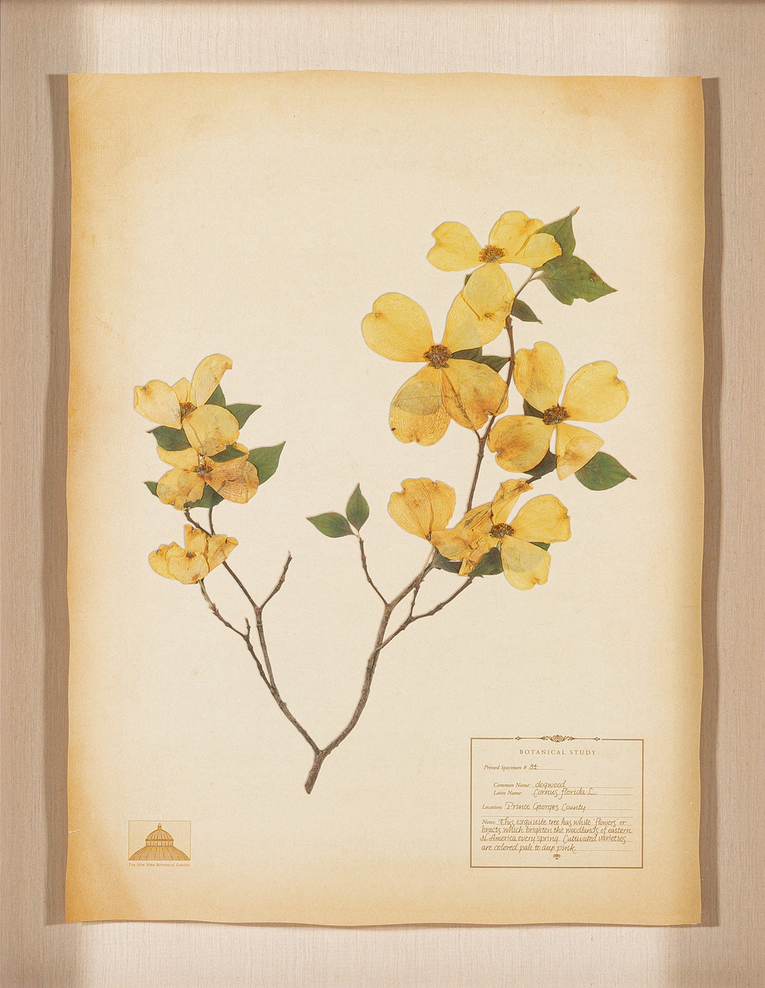 The NY Botanical Garden "Dogwood"