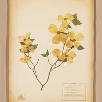 The NY Botanical Garden "Dogwood"