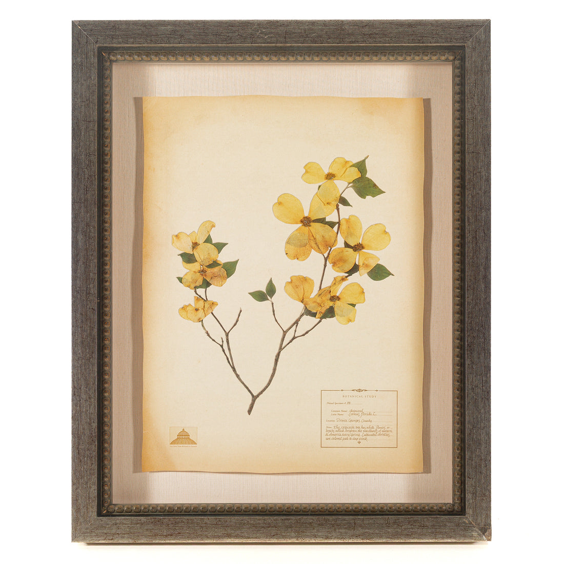 The NY Botanical Garden "Dogwood"