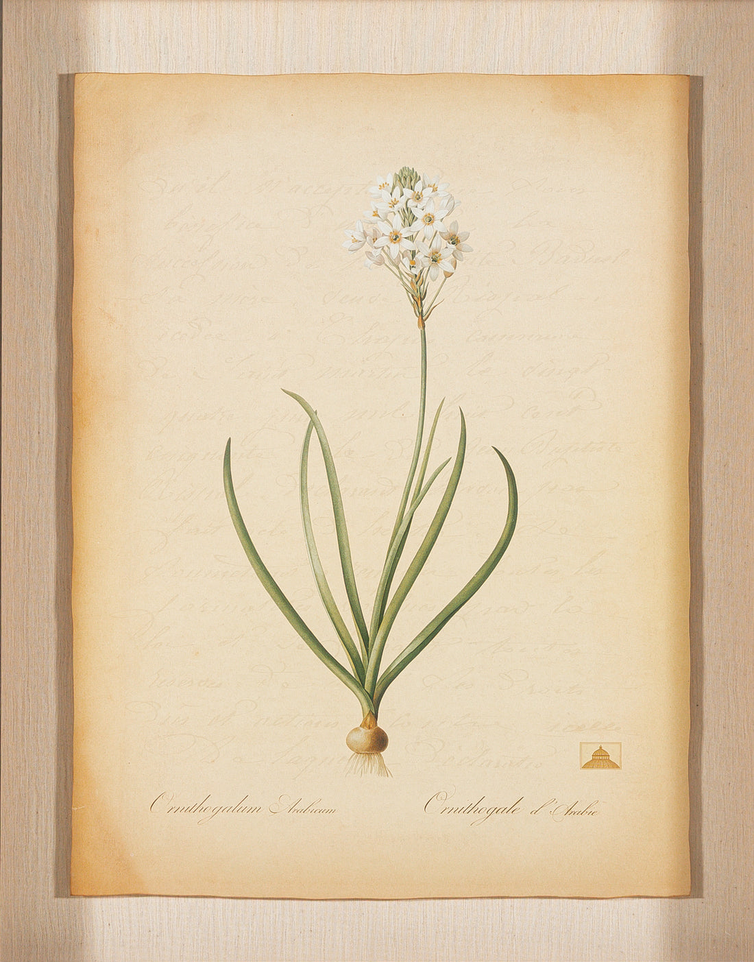 The NY Botanical Garden "Orinthogalum Arabicum"