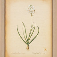 The NY Botanical Garden "Orinthogalum Arabicum"