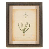 The NY Botanical Garden "Orinthogalum Arabicum"