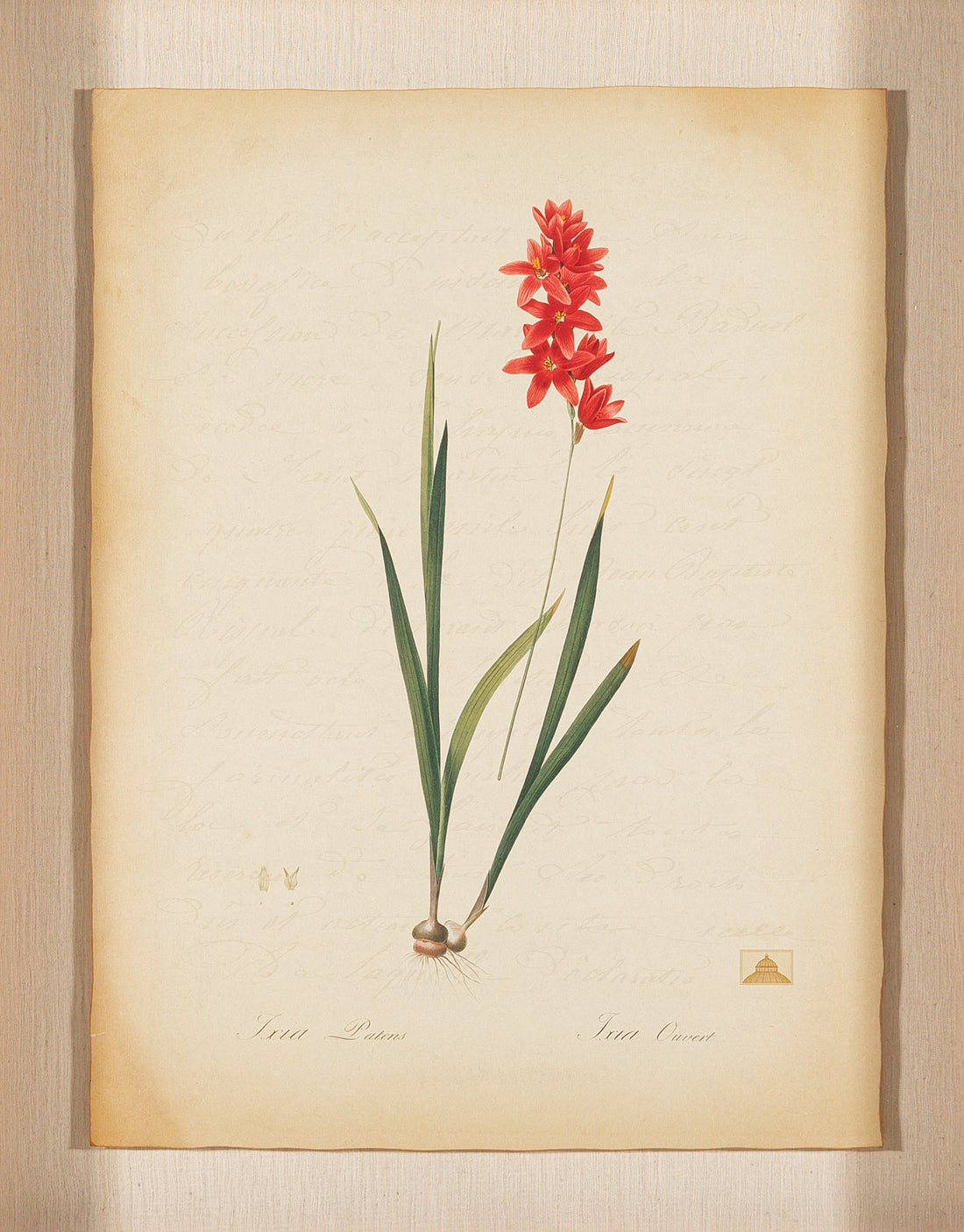 The NY Botanical Garden "Ixia Patens"