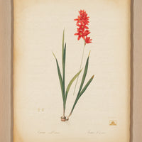 The NY Botanical Garden "Ixia Patens"
