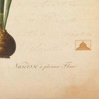 The NY Botanical Garden "Narcussus Laretta"