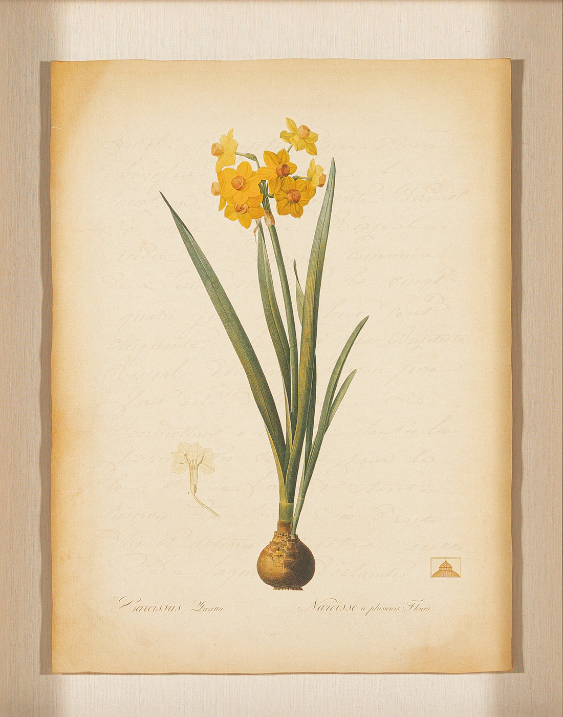 The NY Botanical Garden "Narcussus Laretta"