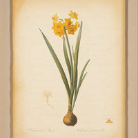 The NY Botanical Garden "Narcussus Laretta"