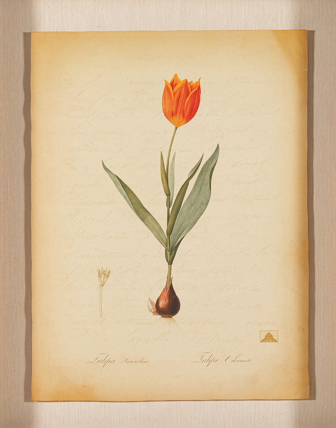 The NY Botanical Garden "Tulipa Suaveolens"