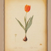 The NY Botanical Garden "Tulipa Suaveolens"