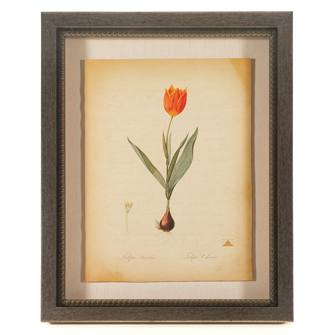 The NY Botanical Garden "Tulipa Suaveolens"