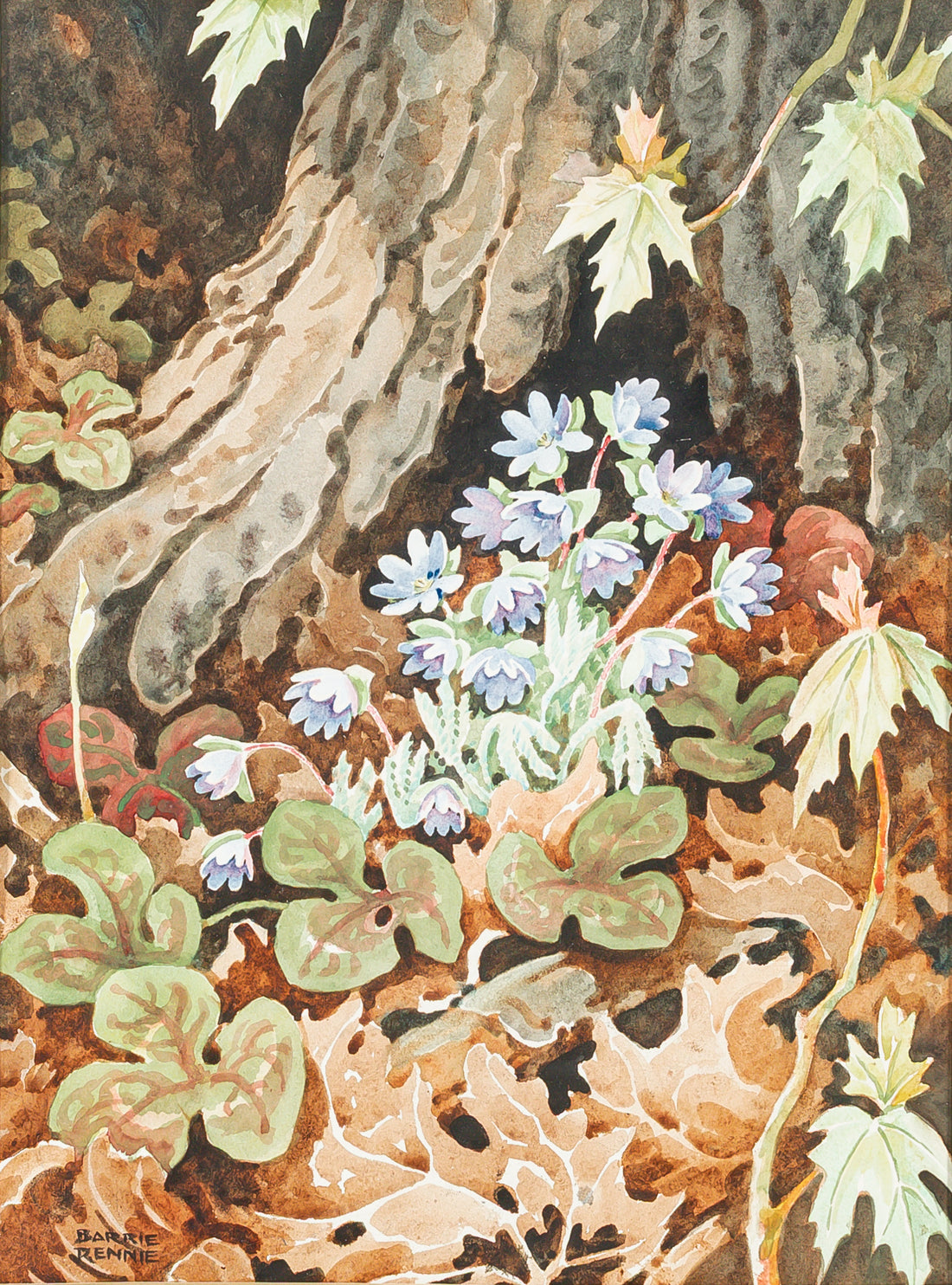John Barrie Rennie (Canadian    1895-1965) "Hepaticas"