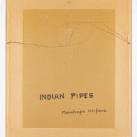 John Barrie Rennie (Canadian    1895-1965) "Indian Pipes"