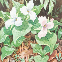 John Barrie Rennie (Canadian    1895-1965) "White Trilliums"
