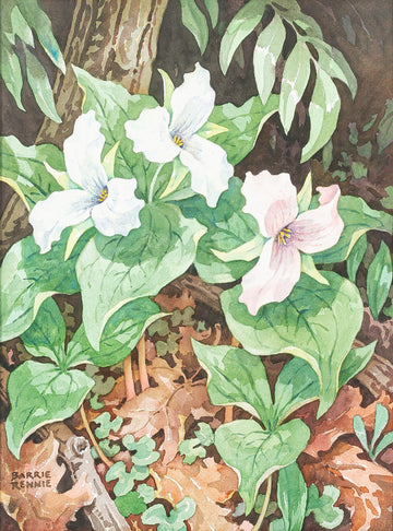 John Barrie Rennie (Canadian    1895-1965) "White Trilliums"