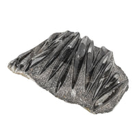 Orthocera Fossil Plaque