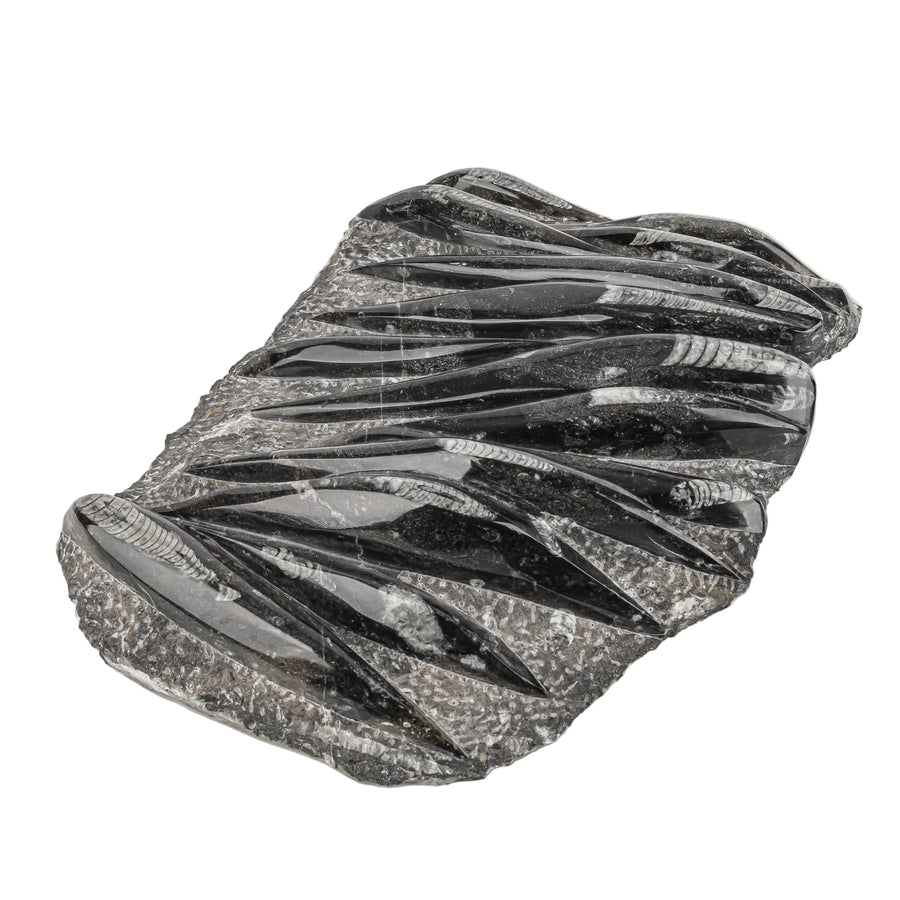 Orthocera Fossil Plaque