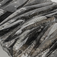 Orthocera Fossil Plaque