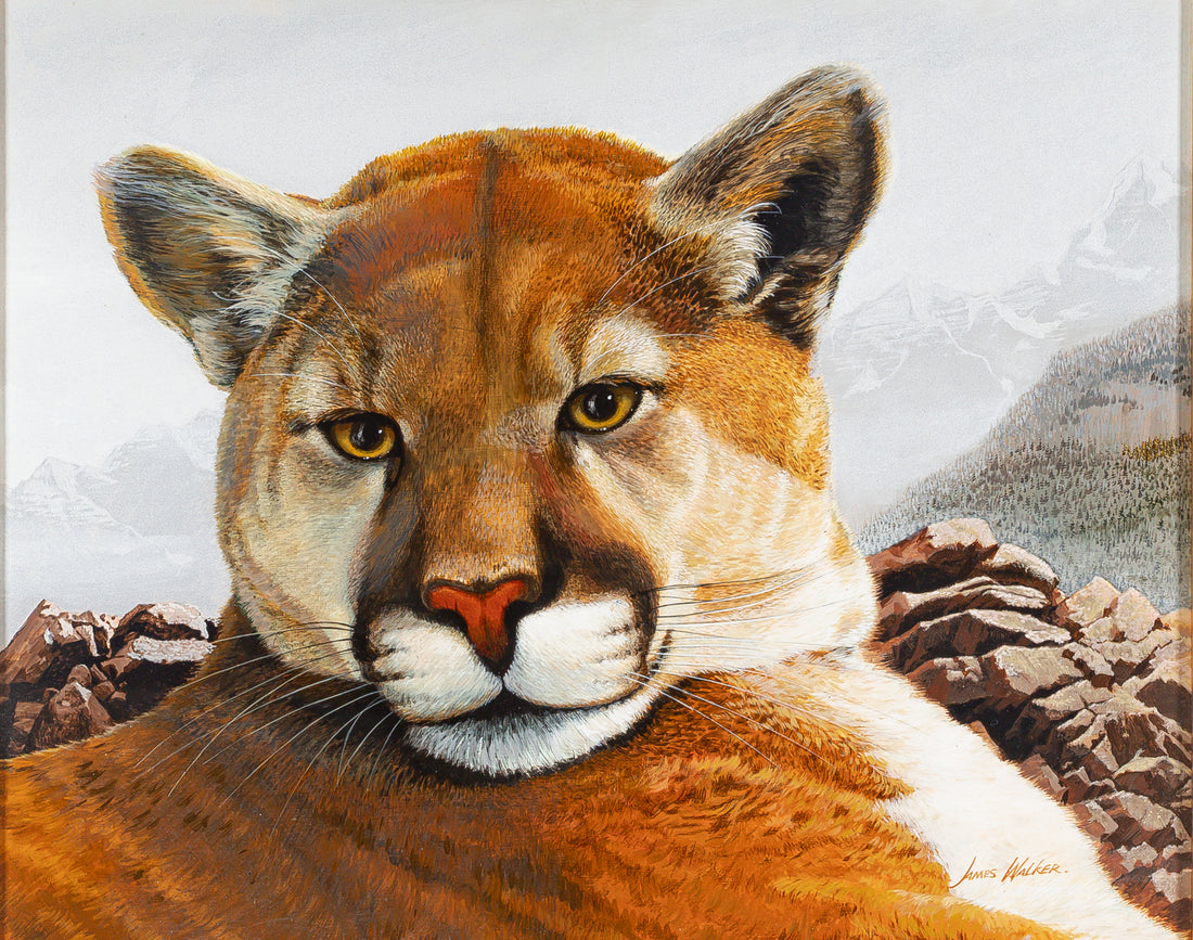 James Walker (Canadian) "Young Cougar" Acrylic On Board