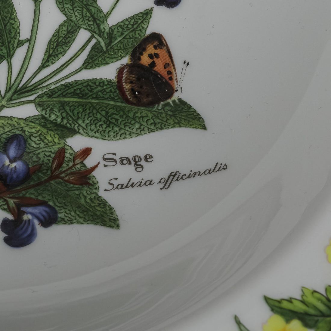 ROYAL WORCESTER Worcester Herbs Rimmed Pasta Bowls Set of 4