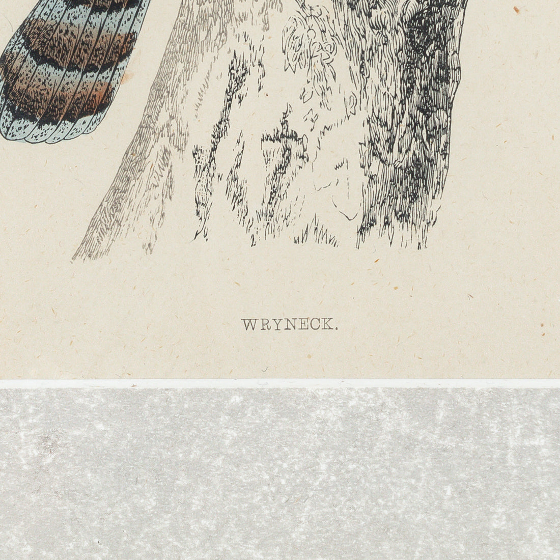 Antique Hand Coloured Engraving - Wryneck