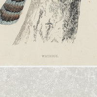 Antique Hand Coloured Engraving - Wryneck