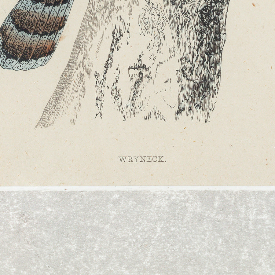 Antique Hand Coloured Engraving - Wryneck