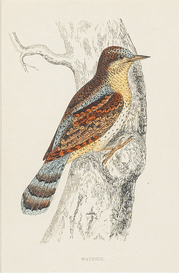 Antique Hand Coloured Engraving - Wryneck