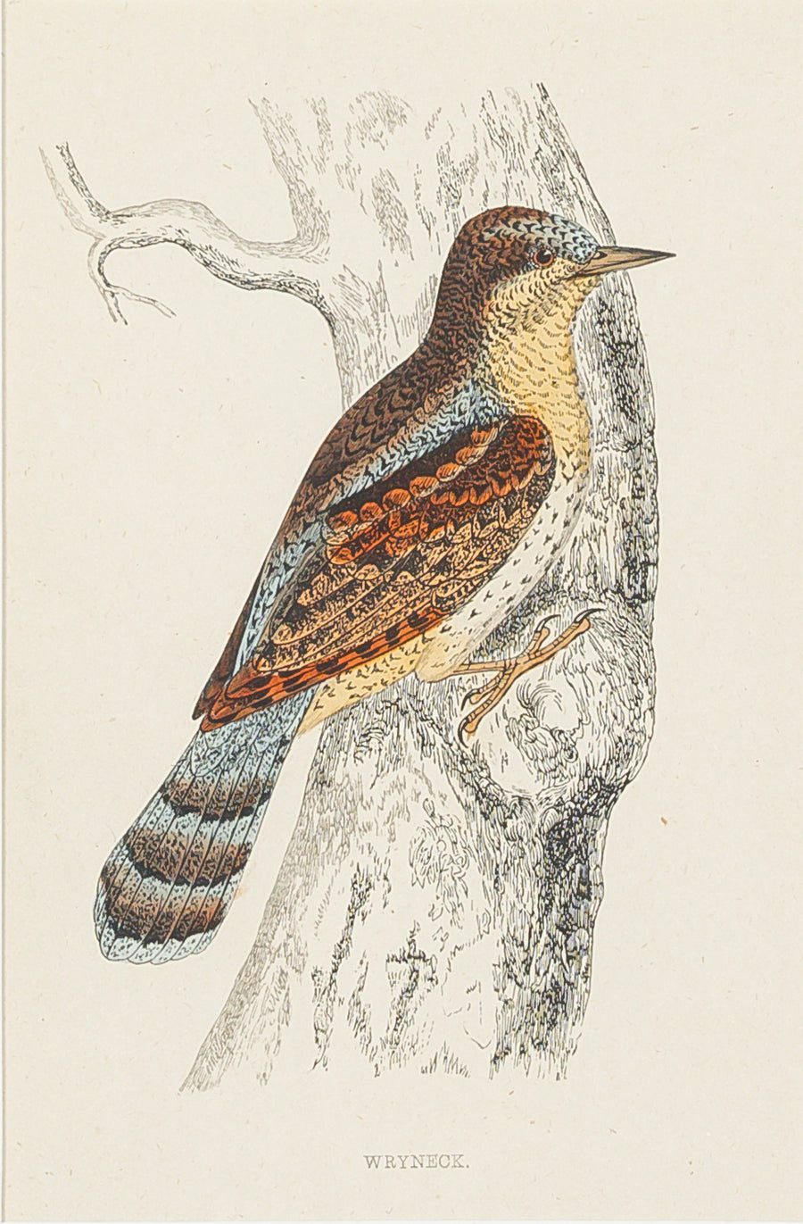 Antique Hand Coloured Engraving - Wryneck