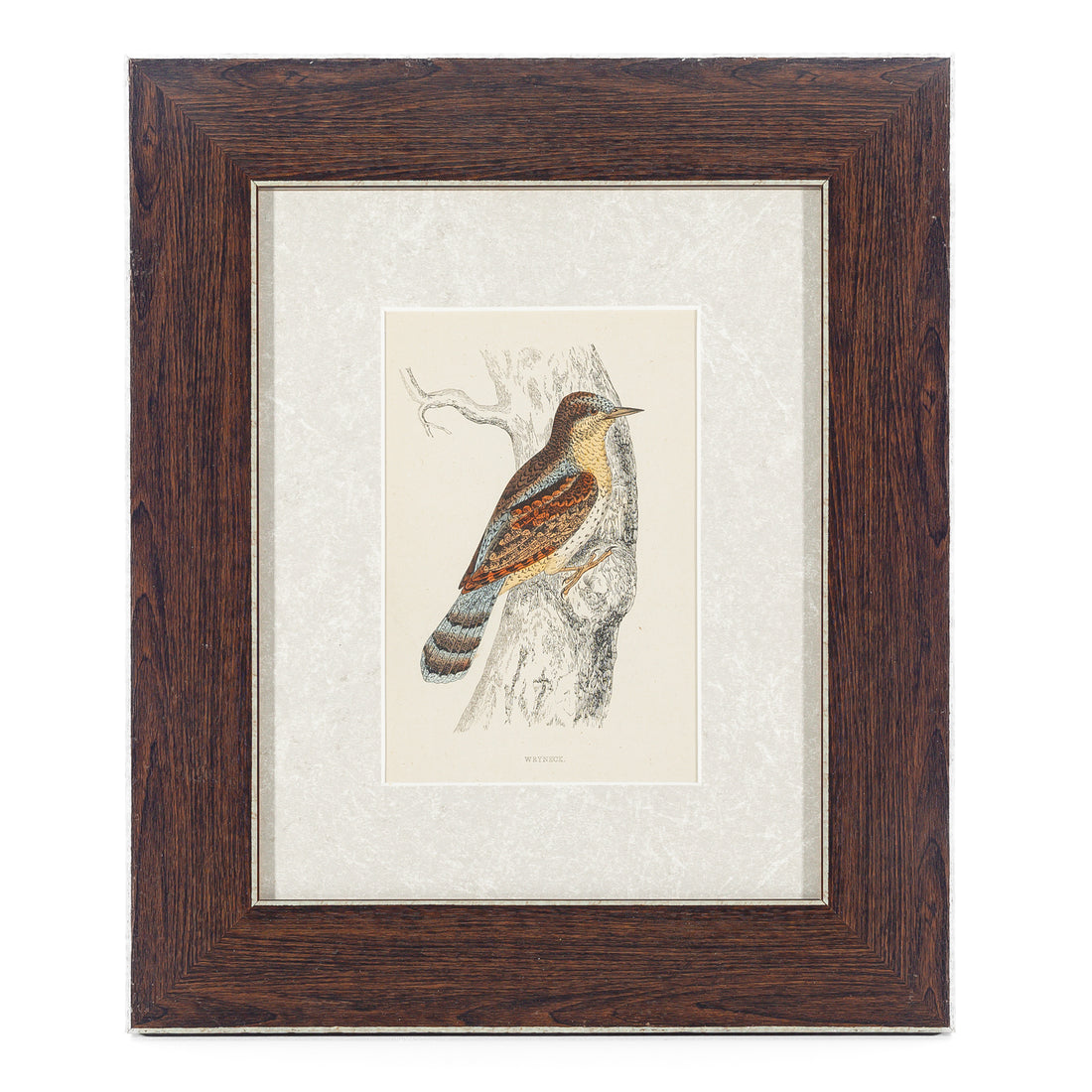 Antique Hand Coloured Engraving - Wryneck