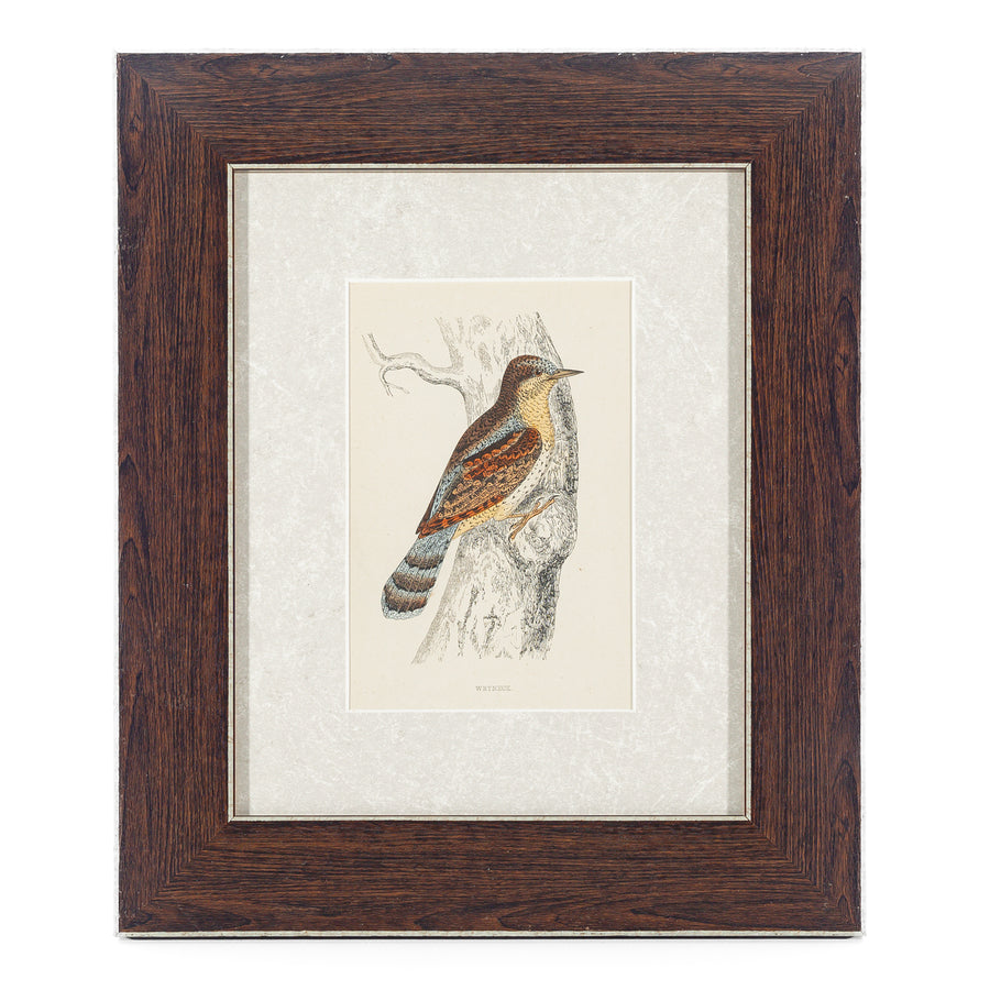 Antique Hand Coloured Engraving - Wryneck