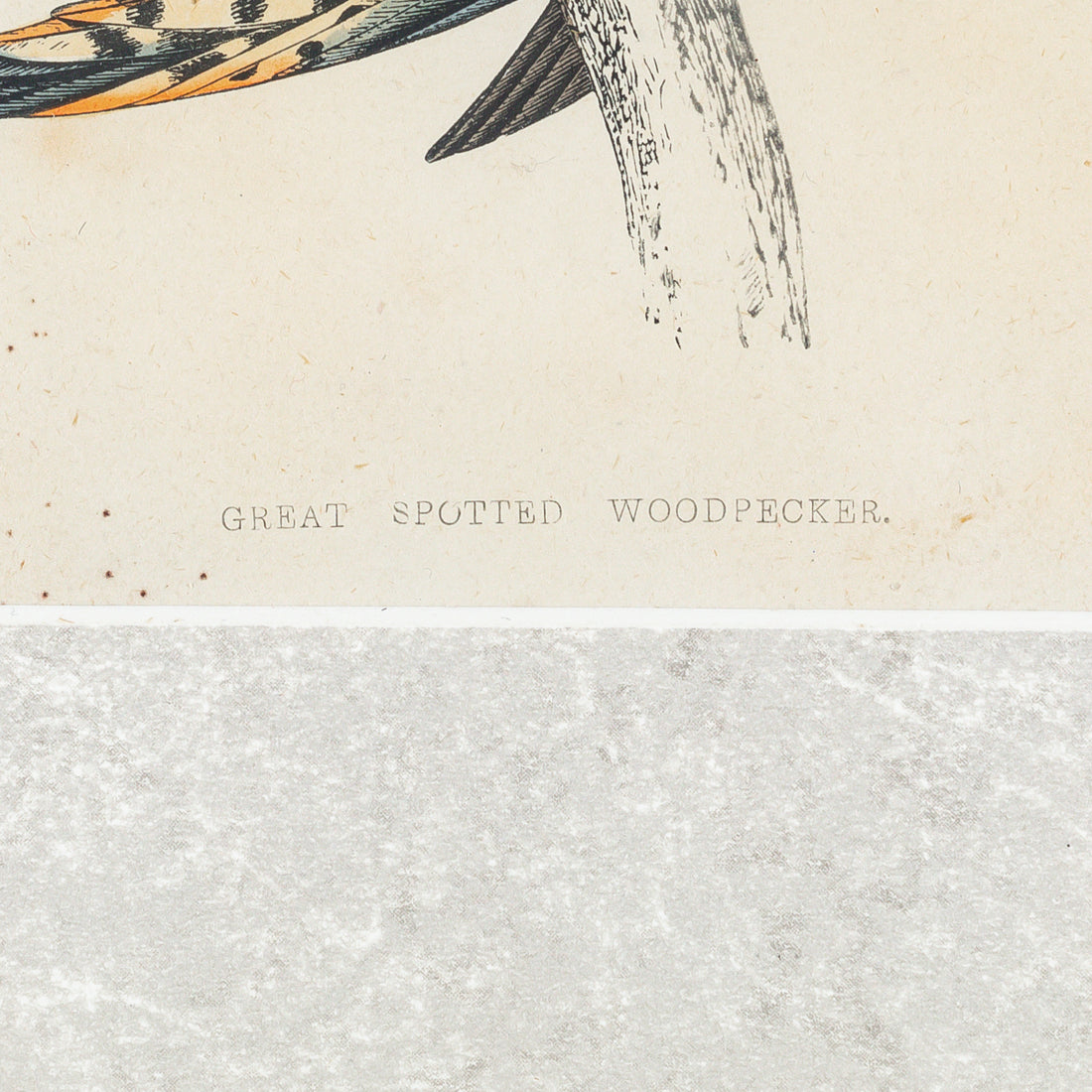 Antique Hand Coloured Engraving - Great Spotted Woodpecker
