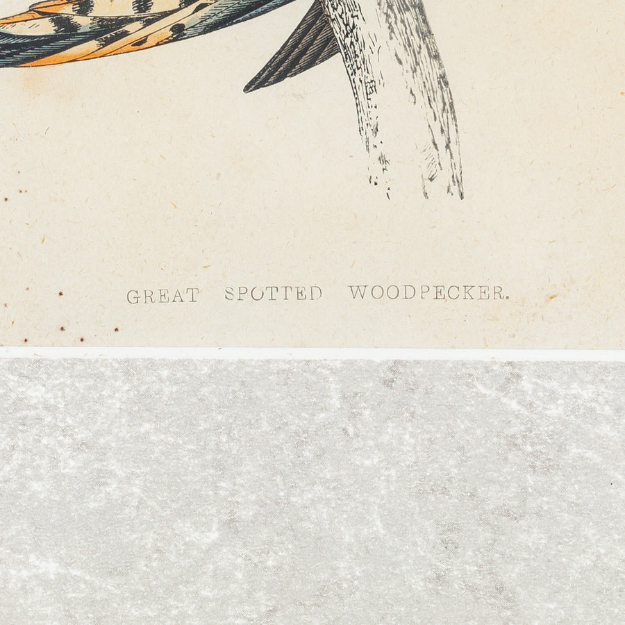 Antique Hand Coloured Engraving - Great Spotted Woodpecker