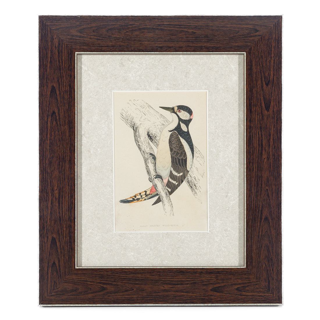 Antique Hand Coloured Engraving - Great Spotted Woodpecker