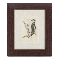 Antique Hand Coloured Engraving - Great Spotted Woodpecker