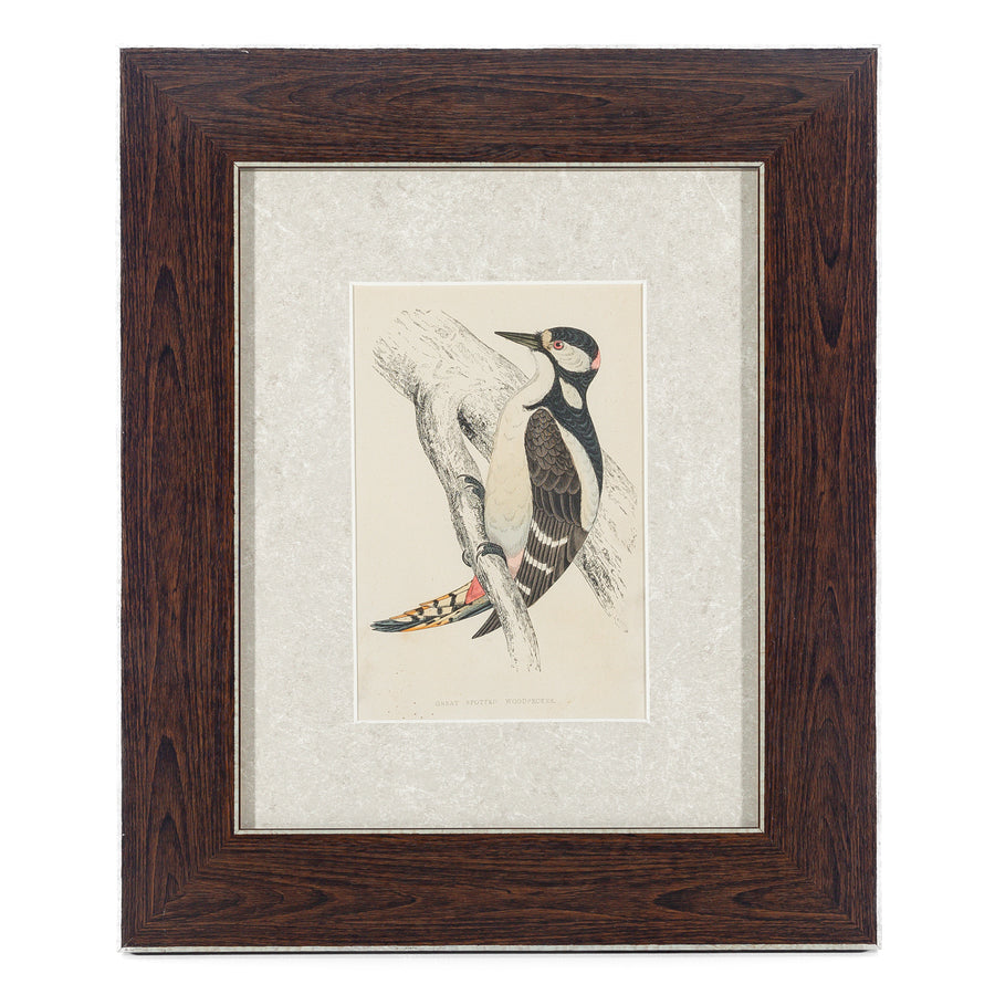 Antique Hand Coloured Engraving - Great Spotted Woodpecker