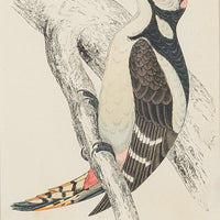 Antique Hand Coloured Engraving - Great Spotted Woodpecker