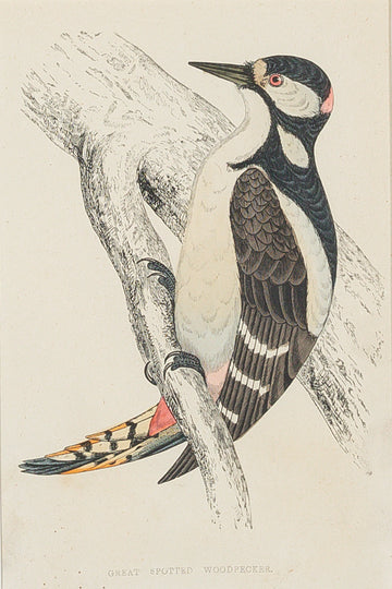 Antique Hand Coloured Engraving - Great Spotted Woodpecker