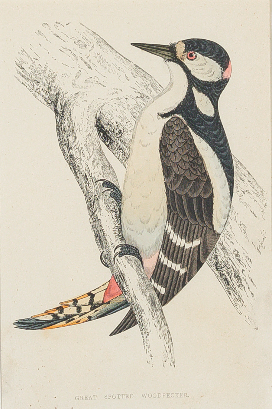 Antique Hand Coloured Engraving - Great Spotted Woodpecker